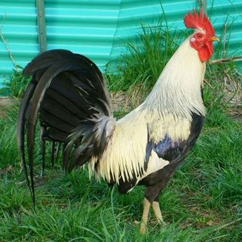7+ chicken gamefowl hatching eggs pure regular greys--pre-sale ships in 5 days for sale