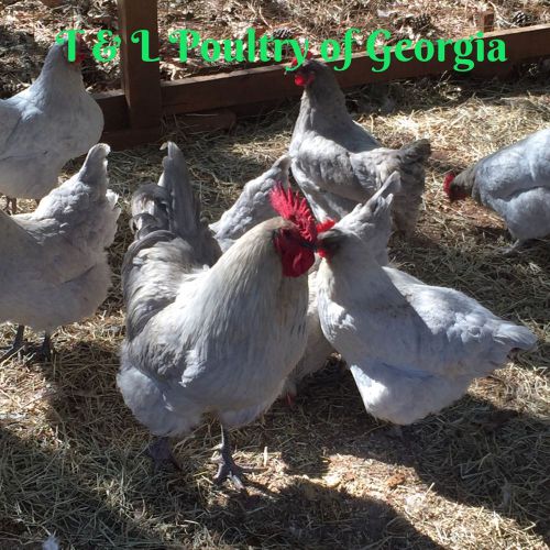 12 Plus Standard American Lavender Orpington Hatching Eggs