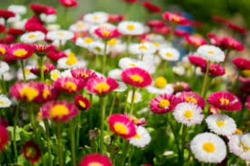 60 Personalized Return Address Labels FLOWERS #1