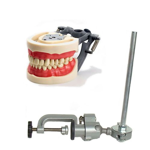 Dental typodont  200 and pole mount compatible w/ kilgore nissin brand teeth for sale