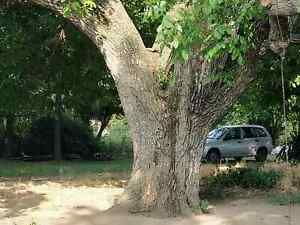 Greek Walnut tree in Serbia