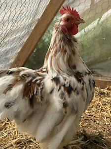 bantam cochin hatching eggs- calico, blue mottled, mille fleur NPIP