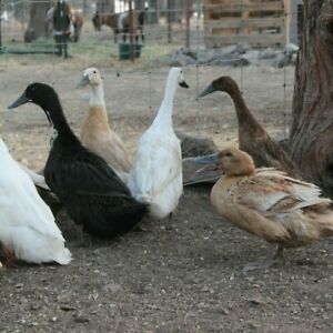 6 Duck Hatching Eggs Combination of Best Layer Breeds Runners Pekin Rouen Khaki