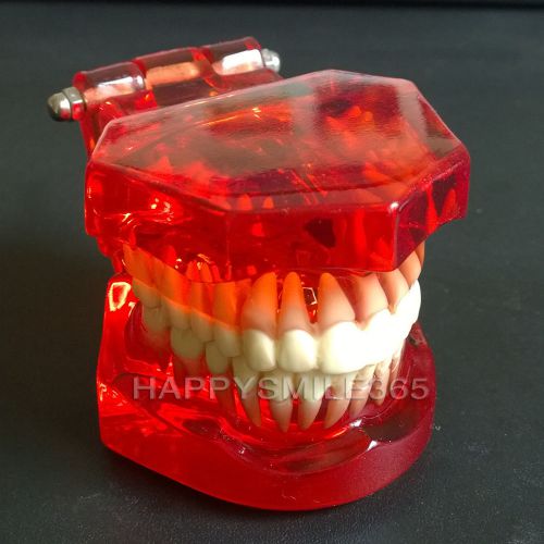 Arrival 1 piece dentist standard teeth model 28 pcs teeth for teach study dental for sale