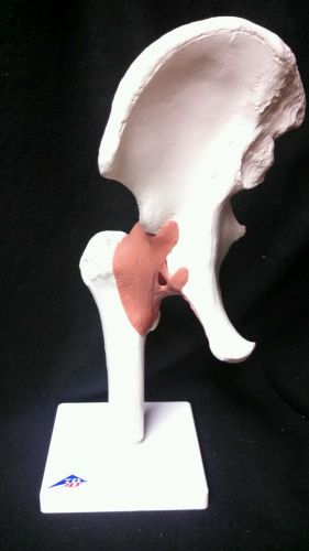 3B Scientific - A81 Functional Hip Joint Anatomical Model (A 81)