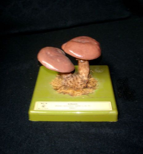 SOMSO Mushroom Model BoS 36 - Suillus Luteus (L. ex FR.) S.F. GRAY. Edible