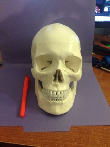 anatomical skull model