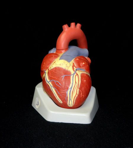 Dresden Museum Heart Anatomical Teaching Model, 4 Parts