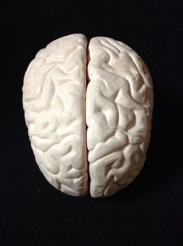 Vintage Human Brain Anatomical Model, 4 part sections