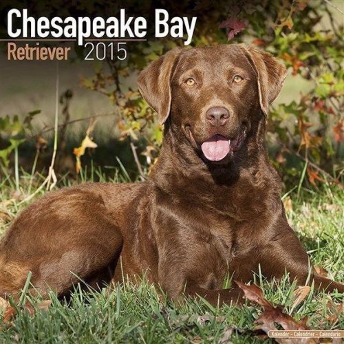 NEW 2015 Chesapeake Bay Retriever Wall Calendar by Avonside- FREE Economy Shippi