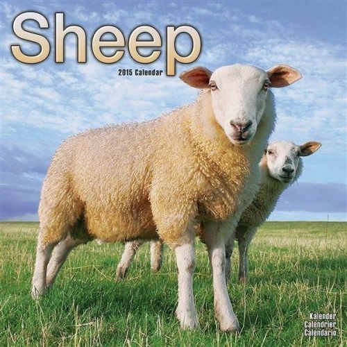 NEW 2015 Sheep Wall Calendar by Avonside- Free Priority Shipping!