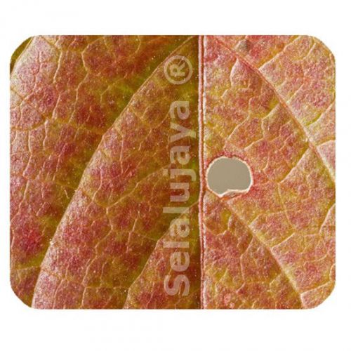 Autumn Leaves 002 Anti-slip Rectangular Mouse Pad Mat Multiuse
