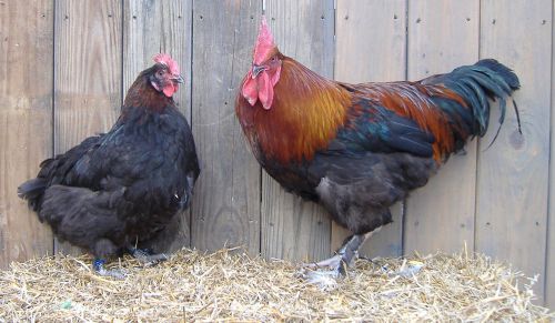 10+  Pure Bred French Black Copper Maran Chicken Hatching Eggs NPIP Certified