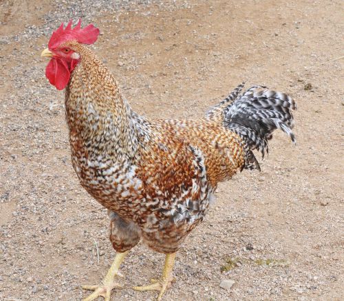 Rare breed Chicken Hatching Eggs from Greenfire Farms Colored Eggs
