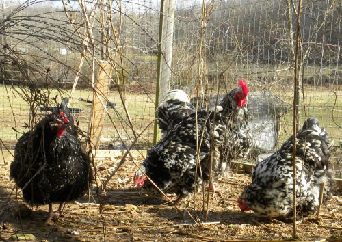 8+ Mottled Spangled Orpington Hatching Eggs - Free Heat Pack if needed