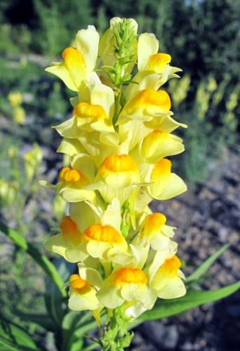 SALE,,,Fresh Yellow Snapdragon (10+ Seeds) House or Bedding Plant.WOW!!!