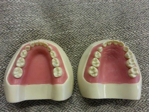 Pediatric Columbia Dentoform with replacement teeth