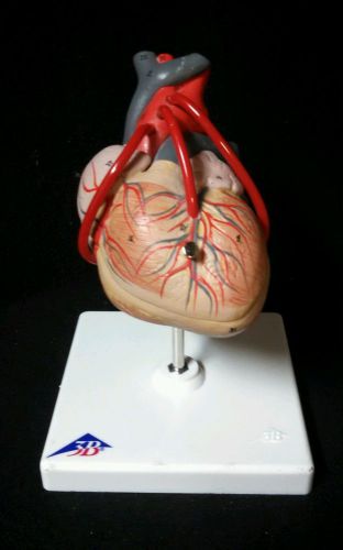 3B Scientific - G05 Classic Heart with Bypass Anatomical Model, 2 part (G 05)