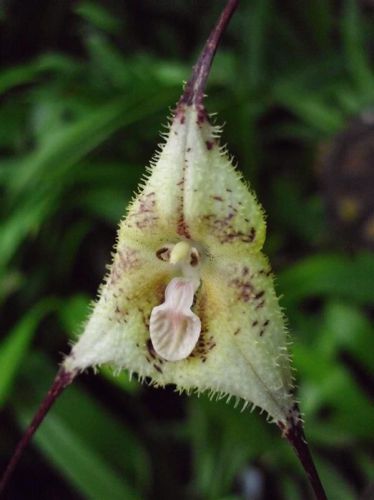 Fresh Premium Dracula &#034;circe&#034; (Monkey Faced Orchid)-(10+ Seeds) WOW, L@@K!!!!