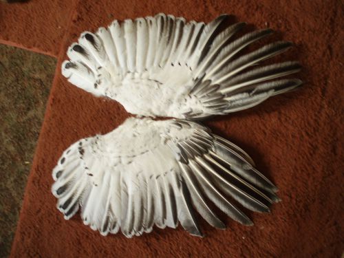 pair of royal palm turkey wings feather broach millinery art animal mount bustle