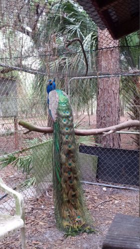 ****FOUR PEAFOWL / PEACOCK HATCHING EGGS**** INDIAN BLUE X EMERALD SPAULDING****