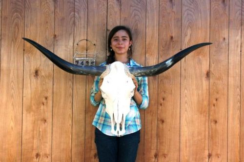 STEER SKULL LONG HORNS 4&#039; 2&#034; COW BULL SKULLS HORN H7435