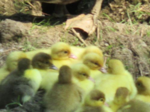 duck eggs 6 + for hatching  pekin, muscovy,rouen, mixed with blue swedish,others