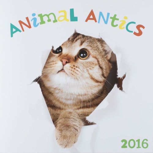 16-Month 2016 ANIMAL ANTICS Wall Calendar NEW Funny Pigs Llama Cats Dogs Rabbit
