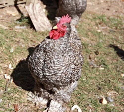 10+ Barred Cochin Large Fowl Fertile Hatching Eggs......NPIP