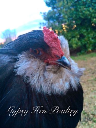 10+ True BBS Ameraucana Hatching Eggs *Show Quality NPIP