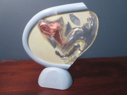 Ortho Pharmaceutical Advertising Uterus Pelvic Anatomical Model Vagina 1959