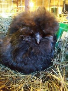 10+ Silkie And Cochin Mix Hatching Eggs
