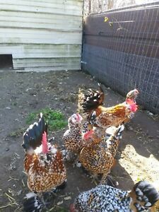 12+ Booted &amp; Bearded Millie D&#039;uccle Fleur &amp; Bantam Mottled Cochin Hatching Eggs
