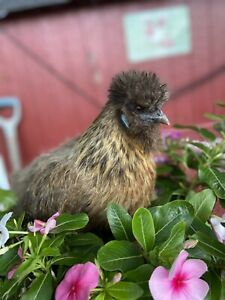 Silkie And Frizzle NPIP hatching eggs