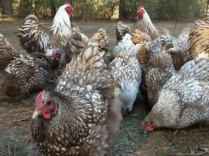 6+2 Chocolate Silver Laced Orpington Hatching Eggs Large Fowl  FedEx 2 Day