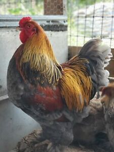 12 Gorgeous Blue Partridge Brahma Hatching Eggs Large Fowl