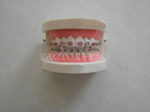 Dental Metal Bracket Orthodontic Catface Teeth Model Teaching Model MUK