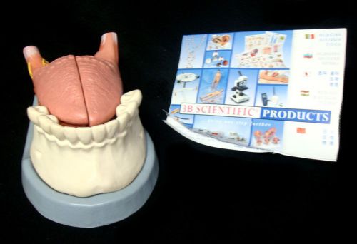 3B Scientific - T12010 Giant Human Tongue Anatomical Model - 4 part (T 12010)