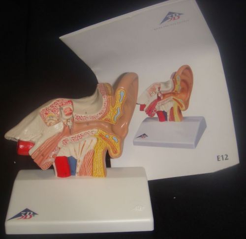 3B E12 Anatomical Desktop Ear Model, 1.5 times enlarged