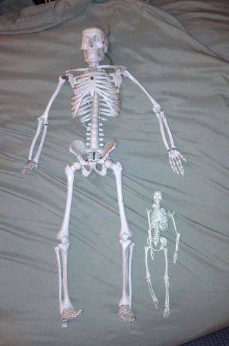 TWO HUMAN BODY SKELETONS ANATOMICAL QUALITY MEDICAL MODEL NURSING SCHOOL BONES