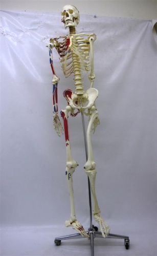 Skeleton Model with Painted Muscle Origins and Inserts - Max With Stand