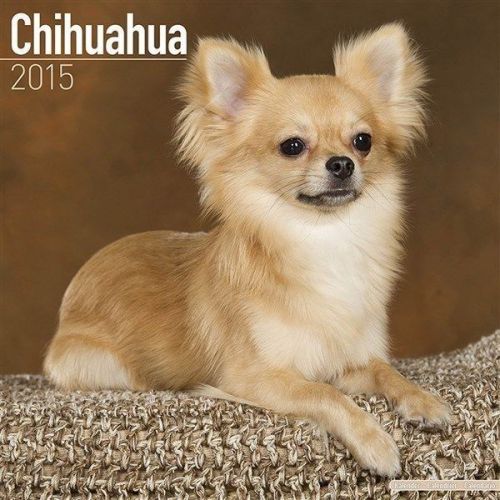 New 2015 chihuahua wall calendar by avonside- free priority shipping! for sale