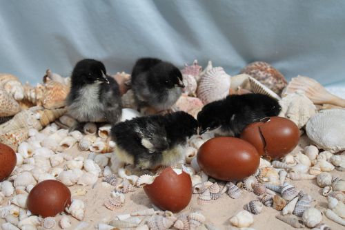 12+ Marans Assortment Fertile Hatching Eggs
