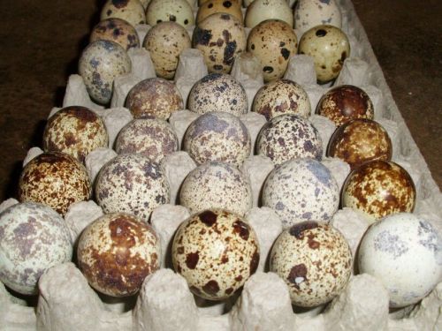 Fertile Assorted Quail Hatching Eggs - $1 per Egg - Buy One or More