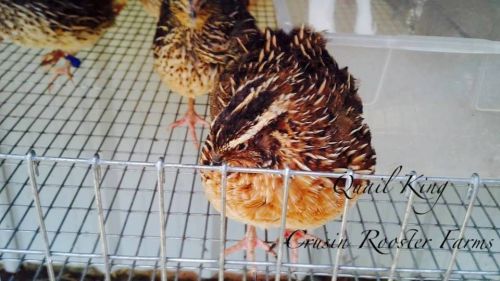 25+ james marie jumbo brown pharoah coturnix quail hatching eggs for incubation for sale