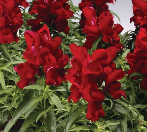 SALE,,,Fresh Deep Ruby Red Snapdragon (30+ Seeds) House or Bedding Plant
