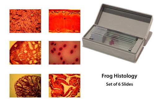 Microscopy Prepared Slides: Frog Histology - Set of 6