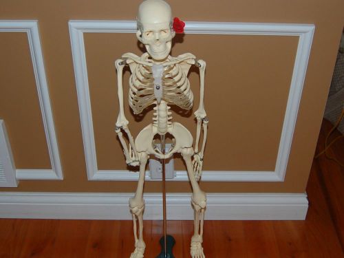 Mr. Thrifty Skeleton Anatomy Model