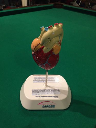 Heart Medical Model Display - Altace Advertising - Educational -  2 Sides -Stand