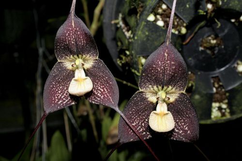 Fresh Premium Dracula &#034;ubangina&#034; (Monkey Faced Orchid)-(10+ Seeds) WOW, L@@K!!!!